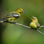 rekomendasi menu di alamat dadar beredar bandung